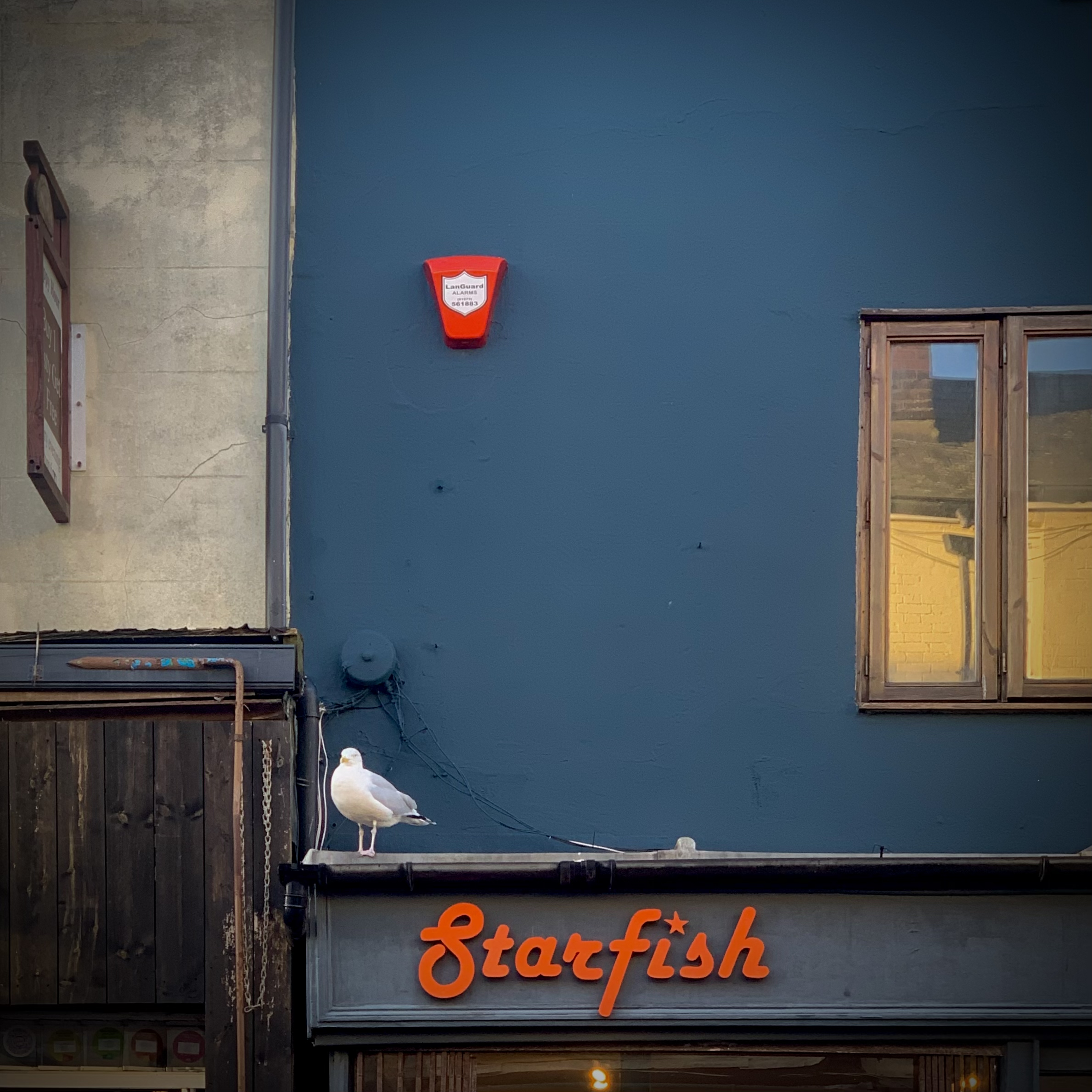 A seagull strutting above a shopfront named "Starfish".